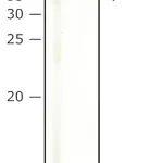 Merck Anti-NPTII antibody produced in rabbit