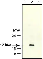 Merck Anti-CENP-A antibody produced in rabbit