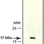 Merck Anti-CENP-A antibody produced in rabbit