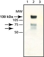 Merck Anti-Synphilin-1 antibody produced in rabbit