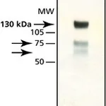Merck Anti-Synphilin-1 antibody produced in rabbit