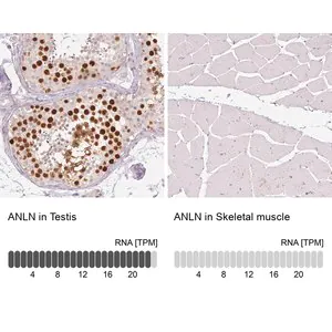 Merck Monoclonal Anti-ANLN antibody produced in mouse