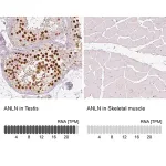 Merck Monoclonal Anti-ANLN antibody produced in mouse