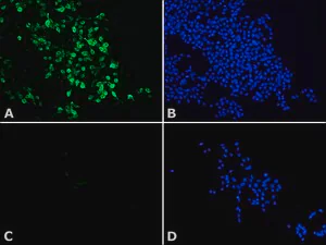 Merck Anti-Histone Deacetylase 8 (HDAC8) antibody produced in rabbit
