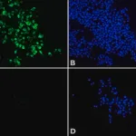 Merck Anti-Histone Deacetylase 8 (HDAC8) antibody produced in rabbit