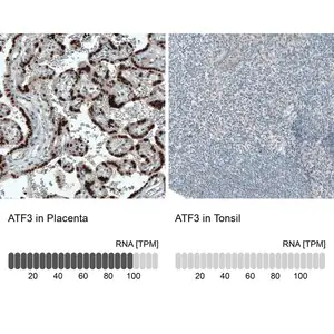 Merck Monoclonal Anti-ATF3 antibody produced in mouse