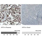 Merck Monoclonal Anti-ATF3 antibody produced in mouse