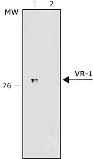 Merck Anti-Vanilloid Receptor-1 antibody produced in rabbit