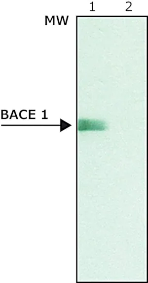 Merck Anti-BACE 1, C-Terminus (485-501) antibody produced in rabbit