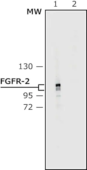 Merck Anti-Fibroblast Growth Factor Receptor-2, Extracellular antibody produced in rabbit