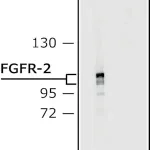 Merck Anti-Fibroblast Growth Factor Receptor-2, Extracellular antibody produced in rabbit