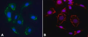 Merck Anti-Caveolin-1 antibody produced in rabbit