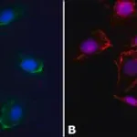 Merck Anti-Caveolin-1 antibody produced in rabbit