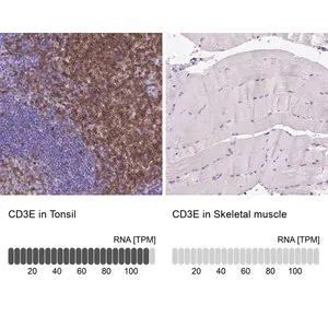 Merck Monoclonal Anti-CD3E antibody produced in mouse