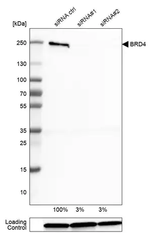 Merck Monoclonal Anti-BRD4 antibody produced in mouse