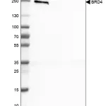 Merck Monoclonal Anti-BRD4 antibody produced in mouse