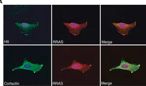 Merck Anti-Huntingtin (N-terminal) antibody produced in rabbit