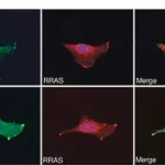Merck Anti-Huntingtin (N-terminal) antibody produced in rabbit