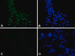 Merck Monoclonal Anti-c-Myc−FITC antibody produced in mouse