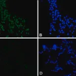 Merck Monoclonal Anti-c-Myc−FITC antibody produced in mouse