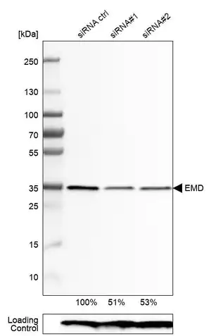 Merck Monoclonal Anti-EMD antibody produced in mouse