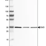 Merck Monoclonal Anti-EMD antibody produced in mouse