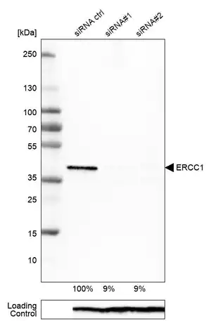 Merck Monoclonal Anti-ERCC1 antibody produced in mouse