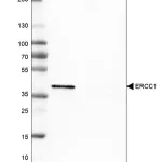 Merck Monoclonal Anti-ERCC1 antibody produced in mouse