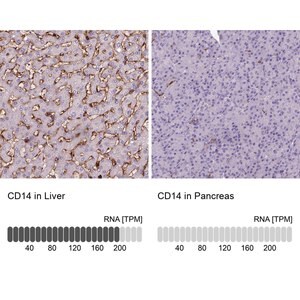 Merck Monoclonal Anti-CD14 antibody produced in mouse