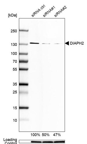 Merck Monoclonal Anti-DIAPH2 antibody produced in mouse