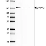 Merck Monoclonal Anti-DIAPH2 antibody produced in mouse