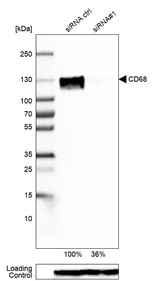Merck Monoclonal Anti-CD68 antibody produced in mouse