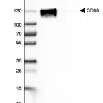 Merck Monoclonal Anti-CD68 antibody produced in mouse