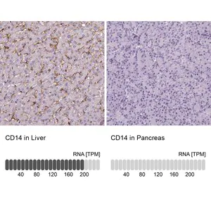 Merck Monoclonal Anti-CD14 antibody produced in mouse