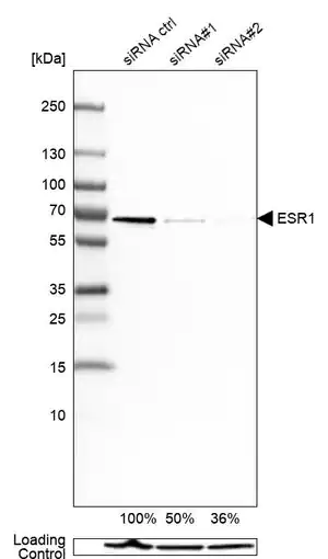 Merck Monoclonal Anti-ESR1 antibody produced in mouse