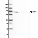 Merck Monoclonal Anti-ESR1 antibody produced in mouse