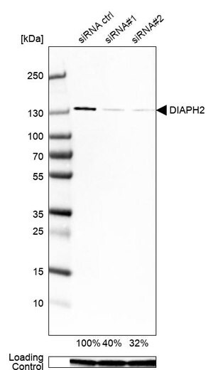 Merck Monoclonal Anti-DIAPH2 antibody produced in mouse