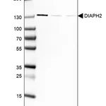 Merck Monoclonal Anti-DIAPH2 antibody produced in mouse