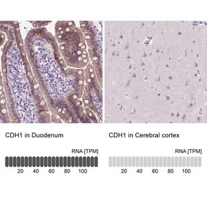 Merck Monoclonal Anti-CDH1 antibody produced in mouse