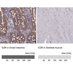 Merck Monoclonal Anti-EZR antibody produced in mouse