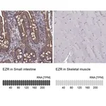 Merck Monoclonal Anti-EZR antibody produced in mouse
