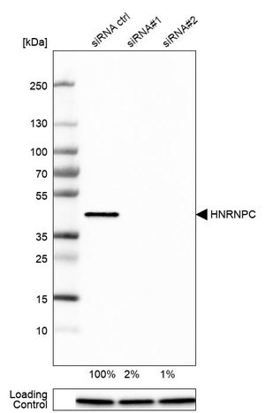 Merck Monoclonal Anti-HNRNPC antibody produced in mouse