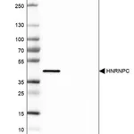 Merck Monoclonal Anti-HNRNPC antibody produced in mouse