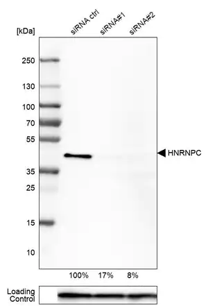 Merck Monoclonal Anti-HNRNPC antibody produced in mouse