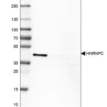 Merck Monoclonal Anti-HNRNPC antibody produced in mouse