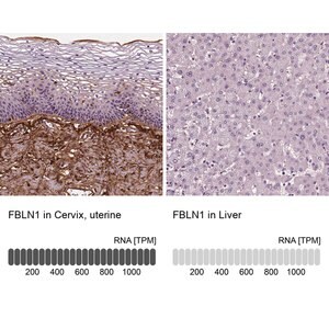 Merck Monoclonal Anti-FBLN1 antibody produced in mouse