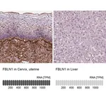 Merck Monoclonal Anti-FBLN1 antibody produced in mouse