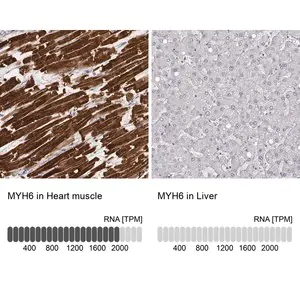 Merck Monoclonal Anti-MYH6 antibody produced in mouse