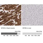 Merck Monoclonal Anti-MYH6 antibody produced in mouse
