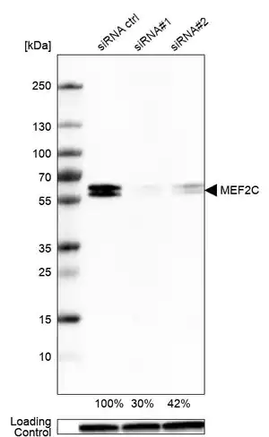 Merck Monoclonal Anti-MEF2C antibody produced in mouse